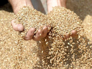rolnictwo zboże pszenica ziarno