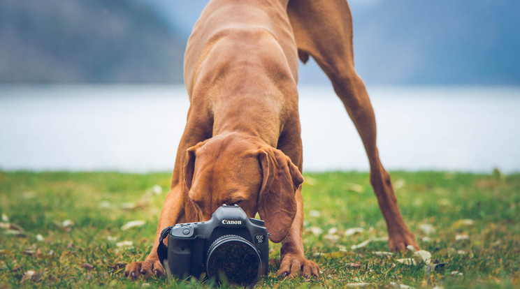 A kutyus még
a kamerák
iránt is érdeklődik /Fotó: Northfoto