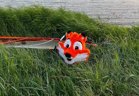 Lisek będzie dostarczał zakupy na plażę przez całe wakacje. Zapytaliśmy, jak to działa 