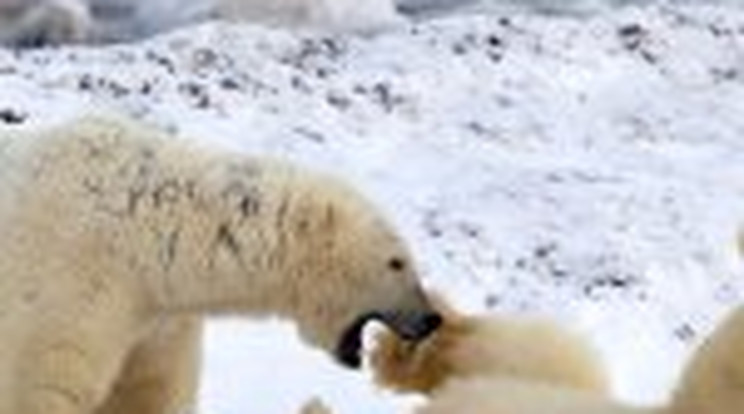 Párzásért bunyóznak a jegesmedvék