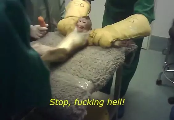 Film z ukrytej kamery pokazuje okrucieństwo w ośrodku testowania zwierząt. Żarty w trakcie tortur