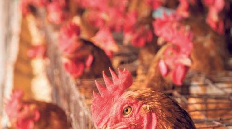 Bojkottálják Svájcban a magyar csirkét