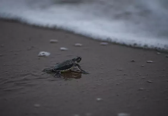 Żółwica złożyła jajka na plaży, więc burmistrz zadbał, żeby miała ciszę i spokój