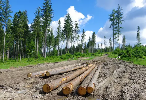Sejm przyjął Lex Izera, ustawę pozwalającą karczować lasy i budować na ich miejscu np. fabryki