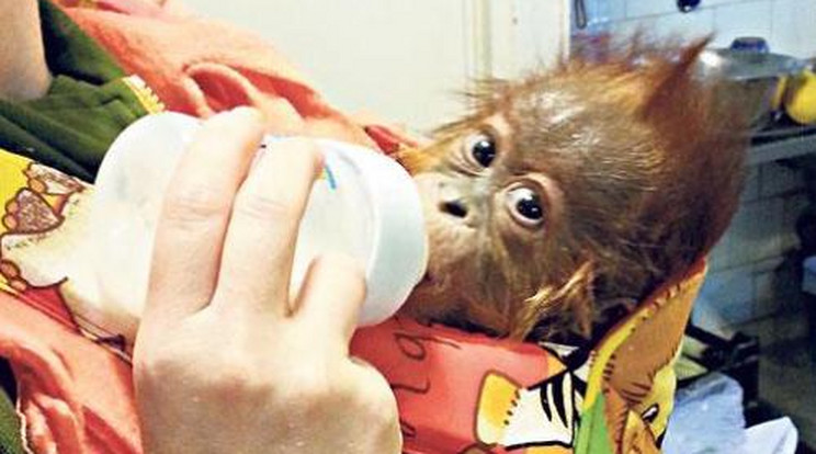 Kenguruban él az orangután
