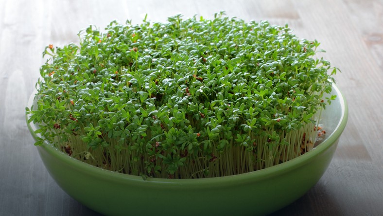 Image result for rzeżucha