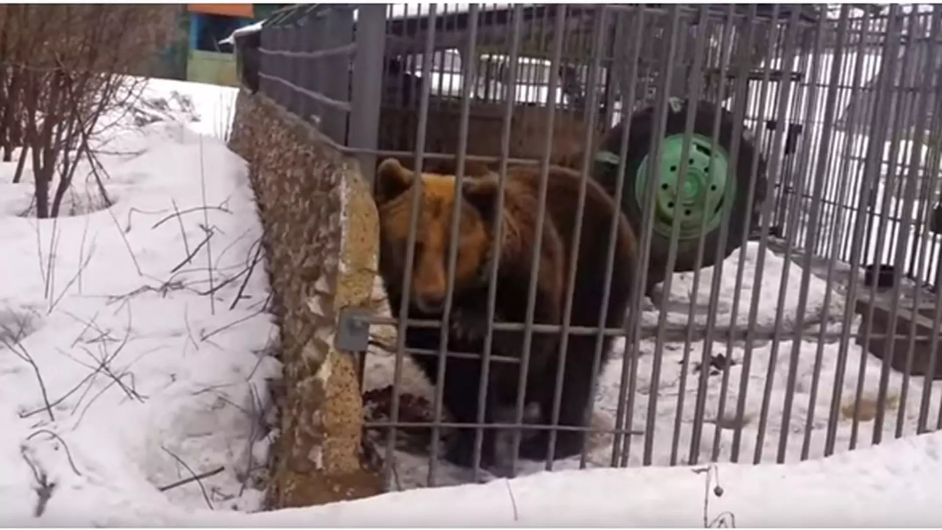Pijany Rosjanin drażnił niedźwiedzia. Nie skończyło się to dla niego najlepiej