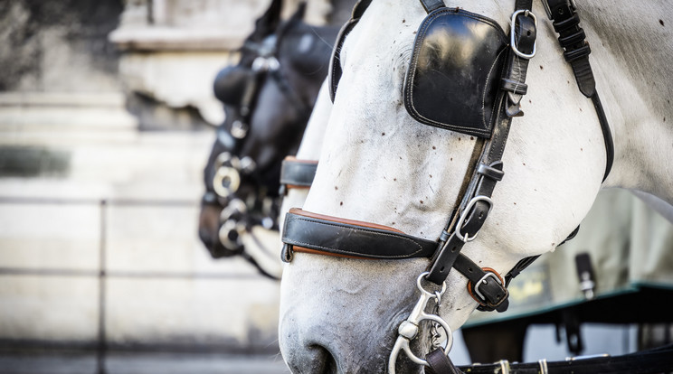 Bécsben átveheti a lovak helyét az elektromosság / Illusztráció: Northfoto