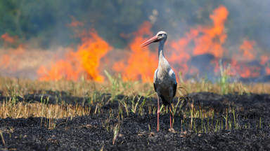 "Zbierają martwe bociany ze swoich trawników". Migrujące ptaki ofiarą pożarów w Grecji 