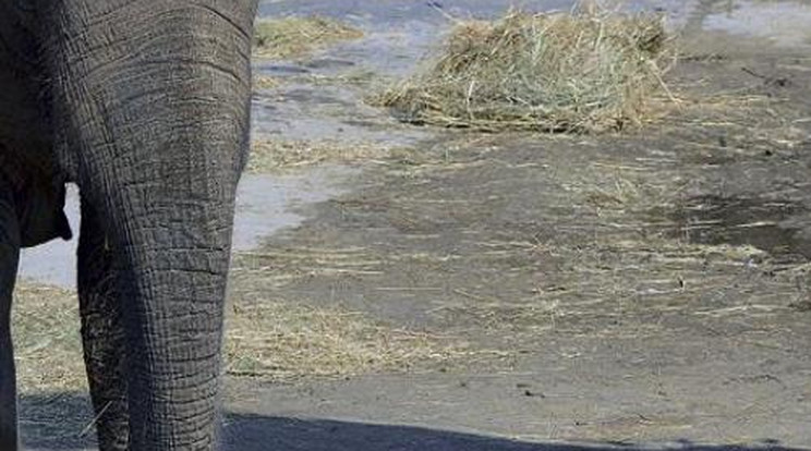 Így fürdik egy elefánt