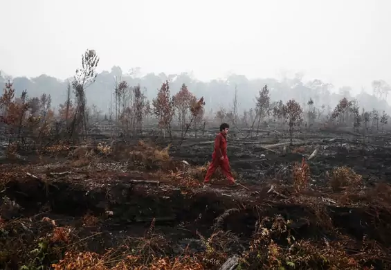 Groźne pożary w Indonezji. Orangutany są zagrożone, a małe zwierzęta płoną żywcem