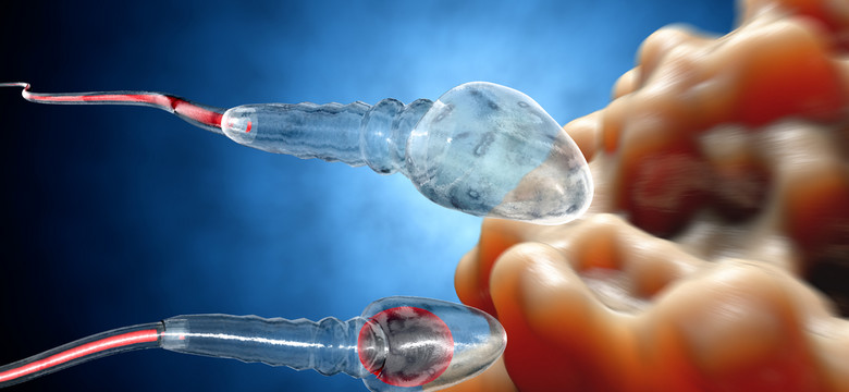 Mężczyźni tracą spermę. Nowe badanie dowodzi, że mamy jej o ponad 50 proc. mniej niż przed 40 laty