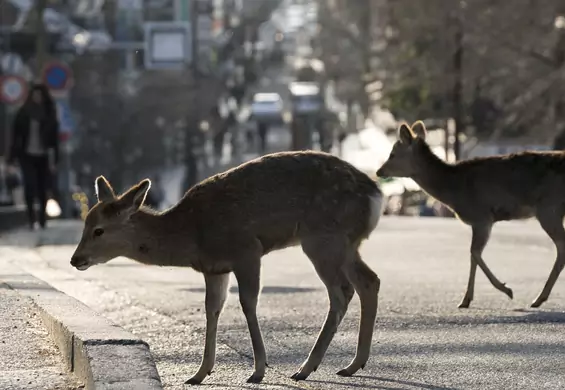 Natura odradza się nie tylko na memach. Przyroda podczas epidemii naprawdę łapie oddech