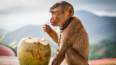 Ciężki los małp zmuszanych do zbierania orzechów kokosowych