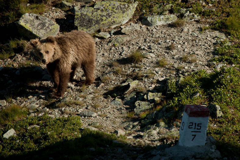 Niedźwiedź, Tatrzański Park Narodowy