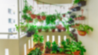 Warzywno-ziołowy ogród na balkonie - przewodnik dla początkujących [INFOGRAFIKA]