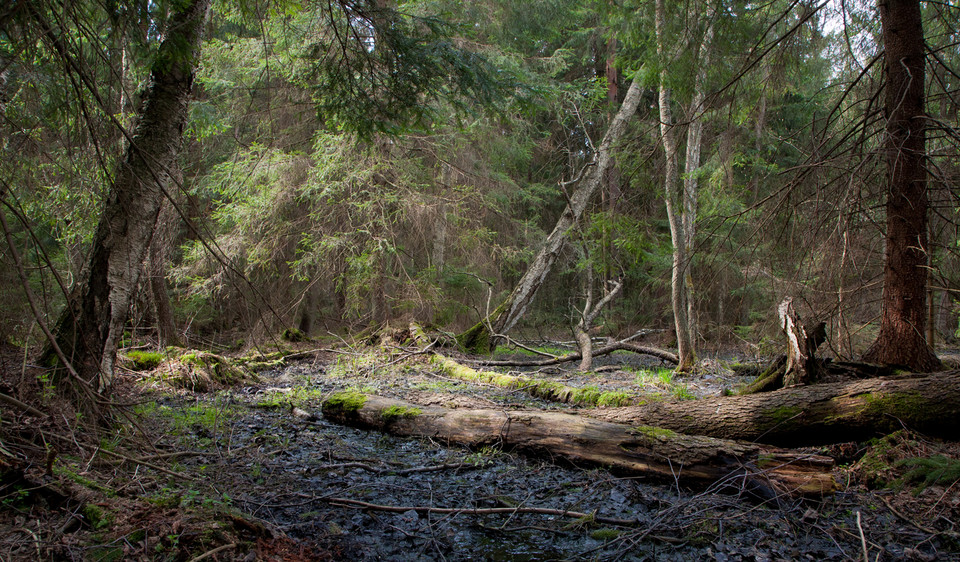 Puszcza Białowieska