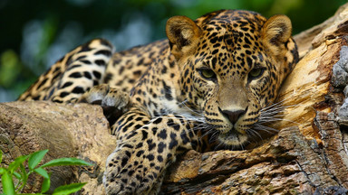 Jaguar zaatakował mężczyznę w zoo. Prowokował zwierzę