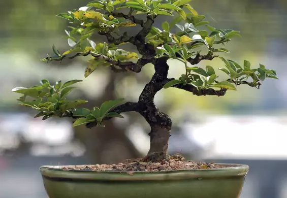 Lewitujące drzewka bonsai. Tymi roślinami zrobisz wrażenie