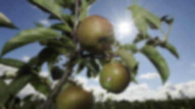 Związek Sadowników chce promować jabłka w Chinach i Zatoce Perskiej