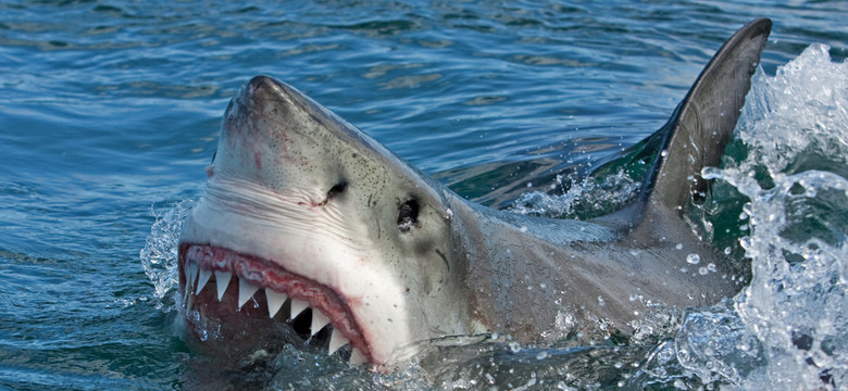 Dramatyczny atak rekina w Egipcie. Drapieżnik odgryzł kobiecie rękę. To nie pierwszy taki wypadek