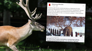 Myśliwy zastrzelił oswojonego jelenia w Szklarskiej Porębie. Policja nie chciała przyjąć zgłoszenia