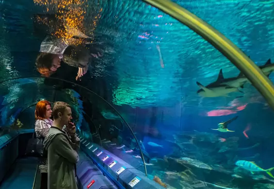 W Gdańsku powstanie nowoczesny park rozrywki z oceanarium. Zobacz najnowszą zapowiedź