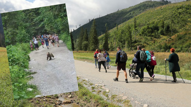 Niedźwiedź wyszedł na szlak w Tatrach. Turyści zachowali zimną krew [ZDJĘCIA]