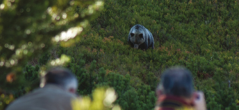 Tatrzańskie niedźwiedzie zostaną wyposażone w... kamery