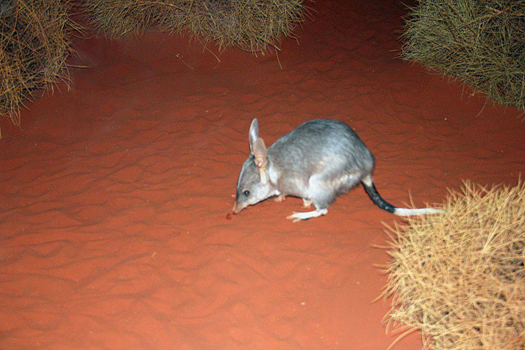 Australijska fauna