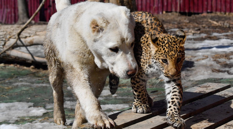 Kutyamama és leopárd kölyke - Fotó: Northfoto