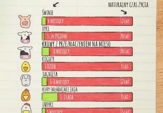 Śmiejesz się z wegetarian? Zobacz, jak szybko zabijamy zwierzęta, gdy są nam potrzebne