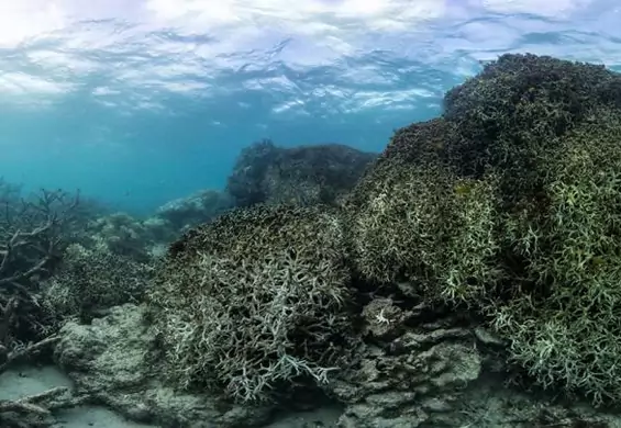 Czy Wielka Rafa Koralowa umarła naprawdę? Tak twierdzą naukowcy