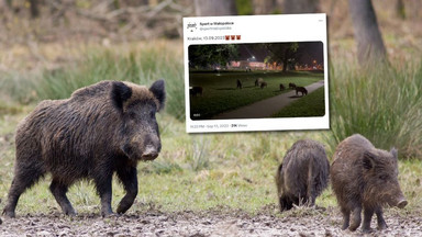 Dziki dotarły do Krakowa. Urządziły sobie spacer po bulwarach