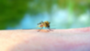 Komary – wakacyjna plaga