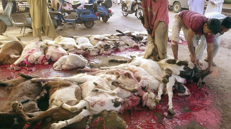 Képünk az áldozati bárányokról illusztráció! /Fotó: AFP