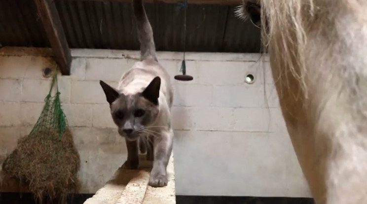 Megtanult lovagolni a sziámi cica /Fotó: Facebook-videó