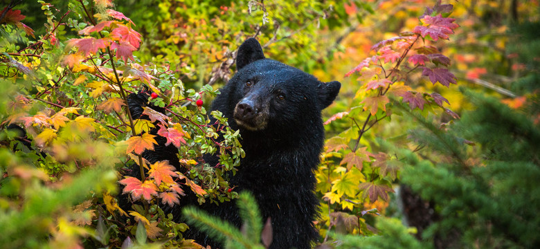 Japonia rozważa polowania na niedźwiedzie: niepokojąca liczba ataków