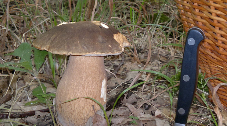 Természetes példányok Megfelelő körülmények esetén igazán pompás gombákra lelhetünk az erdőben
