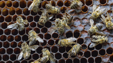 Rzeszów chce promować pszczoły wśród mieszkańców