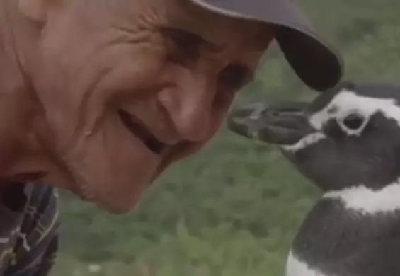 Ten pingwin przepływa co roku 5 000 mil, żeby odwiedzić mężczyznę, który ocalił go przed śmiercią