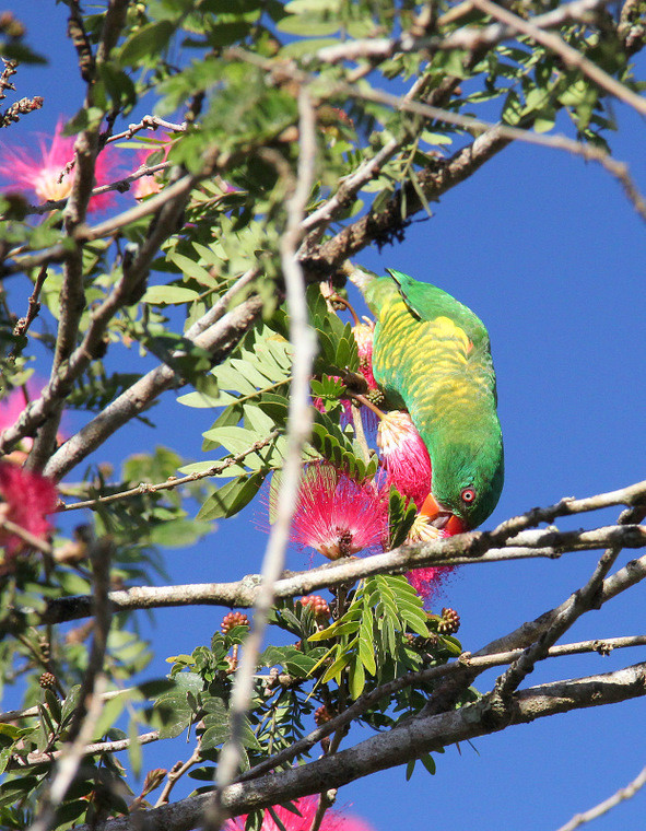 Australijska fauna