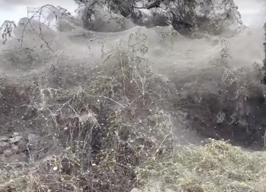 Horror a tóparton: Milliónyi pók szőtte be a növényzetet, a fák tetejéig