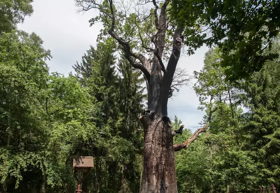 Leśnicy potwierdzają: 750-letni dąb Chrobry umarł