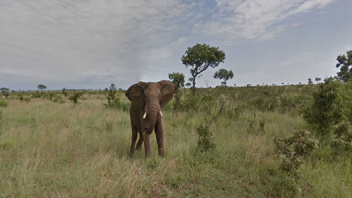 Dzięki najnowszym zdjęciom Google Street View możemy podziwiać krajobraz safari bez wychodzenia z domu. Aplikacja pozwala zobaczyć panoramiczne fotografie lwów, słoni i lampartów w ich naturalnym środowisku. Zdjęcia doskonale pokazują piękno i dzikość kontynentu afrykańskiego.