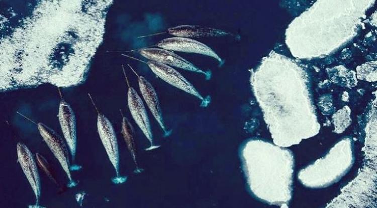 A Jeges-tenger unikornisai rendkívül fontos munkát végeznek