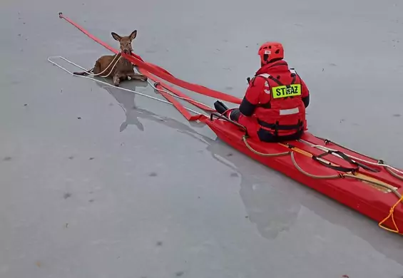 Strażacy uratowali jelenia, pod którym załamał się lód