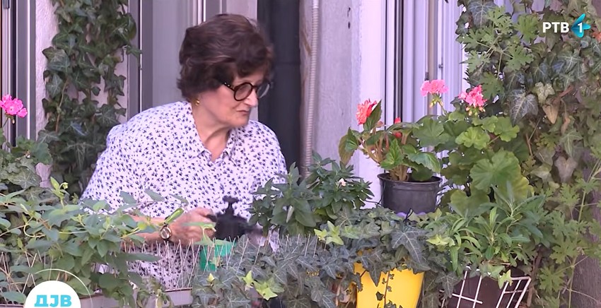 prof. dr Danica Aćimović, Novi Sad