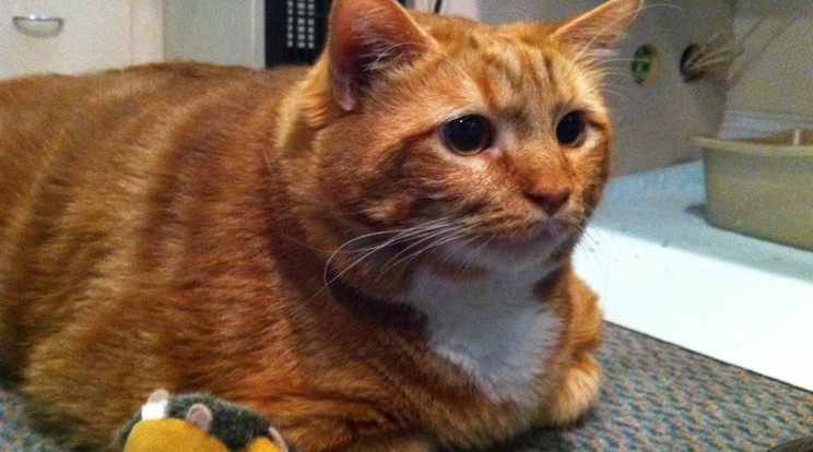 Diétán a világ legkövérebb macskája/Fotó: Twitter