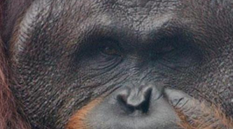 Horror! Tucatnyi golyót lőttek az orangután szemébe!